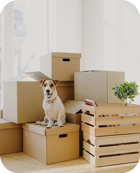 Adorable chien assis sur des cartons empilés dans une nouvelle maison, symbolisant un déménagement adapté aux animaux et un confort optimal.
